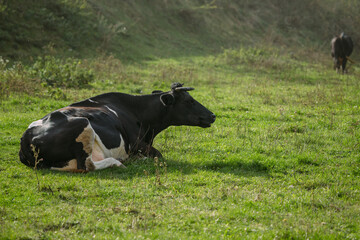 Black and white cow resting in green pasture
