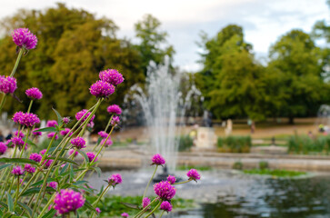 Vibrant Pink Allium Flowers Framing a Serene Park Fountain Scene in Summer