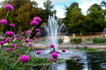 Vibrant Pink Allium Flowers Framing a Serene Park Fountain Scene in Summer