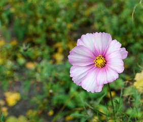 A close-up of a delicate pink cosmos flower with a bright yellow center, standing tall against a blurred green garden background. Ideal for nature, beauty, growth, and spring-themed projects.