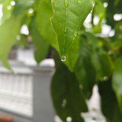 Close up of water droplet on a green leaf after rain.