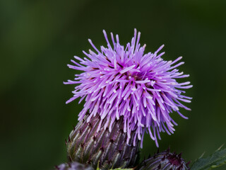 A wild plant (Cirsium arvense) with pink flowers. It grows in disturbed or grassy areas and provides a food source for a number of insects and birds.