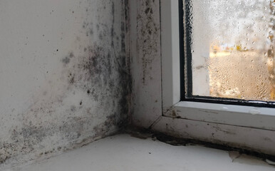 mold on window. close-up of condensation forming on window with moisture droplets accumulating on the glass, indicating a weather-related temperature contrast.