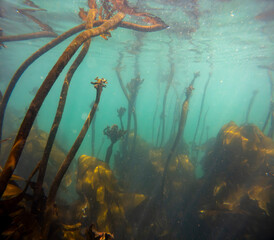 Vibrant underwater kelp forest in the Atlantic Ocean at Hermanus, Whale Coast, Overberg, Western Cape, South Africa. Seaweed swaying for scuba diving, marine adventure and ocean travel stock photos.