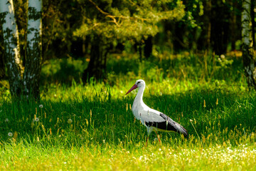 Obraz premium White stork in the grass.