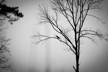 Obraz premium Silhouette of a bird sitting on a dead tree in the fog.
