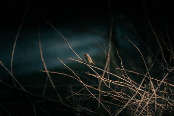 A small bird (a European robin) sitting among dead branches.