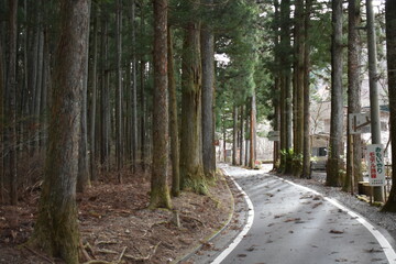 Curved Road Through a Quiet Forest with No People