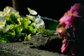 A sand lizard lying on a stone among flowers. © Tomasz