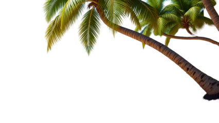 palm tree isolated on white