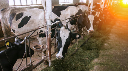 Cows feeding in a barn during early morning light at a dairy farm © Vital