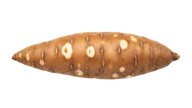 Isolated Yacon Root on Transparent Background