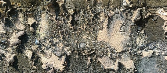 Old Weathered Wall with Moss and Algae Texture Background