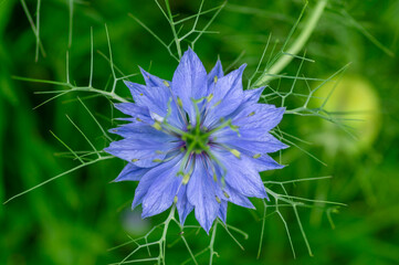 Nigella damascena early summer flowering plant with different shades of blue flowers on small green shrub, ornamental garden