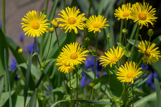 Doronicum orientale leopards bane bright yellow spring flowers in bloom, ornamental garden flowering plant