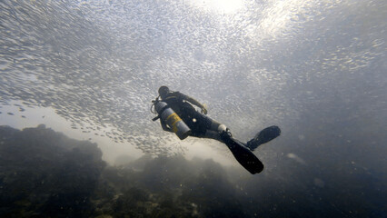 Buceo en Filipinas 2025