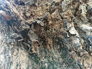 Natural Tree Bark Texture with Rough Organic Wood Surface