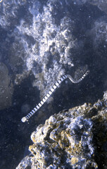 Buceo, filipinas, cebu, moalboal, peces, sardinas, tortugas, nudibranquios, pez, payaso, morena, oceano, viajes, travel, leisures, fotosub, subacuatico, mar, azul