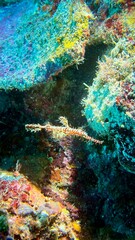Buceo, filipinas, cebu, moalboal, peces, sardinas, tortugas, nudibranquios, pez, payaso, morena, oceano, viajes, travel, leisures, fotosub, subacuatico, mar, azul