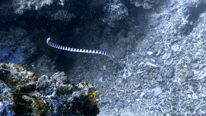 Buceo, filipinas, cebu, moalboal, peces, sardinas, tortugas, nudibranquios, pez, payaso, morena, oceano, viajes, travel, leisures, fotosub, subacuatico, mar, azul