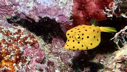 Buceo, filipinas, cebu, moalboal, peces, sardinas, tortugas, nudibranquios, pez, payaso, morena, oceano, viajes, travel, leisures, fotosub, subacuatico, mar, azul