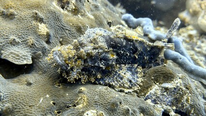 Buceo, filipinas, cebu, moalboal, peces, sardinas, tortugas, nudibranquios, pez, payaso, morena, oceano, viajes, travel, leisures, fotosub, subacuatico, mar, azul