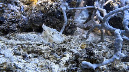 Buceo, filipinas, cebu, moalboal, peces, sardinas, tortugas, nudibranquios, pez, payaso, morena, oceano, viajes, travel, leisures, fotosub, subacuatico, mar, azul