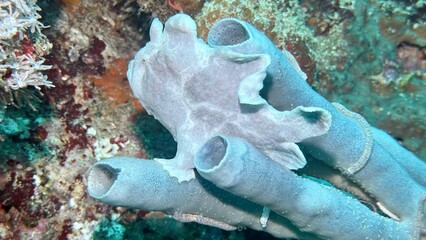 Buceo, filipinas, cebu, moalboal, peces, sardinas, tortugas, nudibranquios, pez, payaso, morena, oceano, viajes, travel, leisures, fotosub, subacuatico, mar, azul