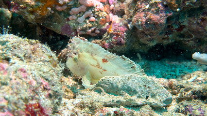 Buceo, filipinas, cebu, moalboal, peces, sardinas, tortugas, nudibranquios, pez, payaso, morena, oceano, viajes, travel, leisures, fotosub, subacuatico, mar, azul