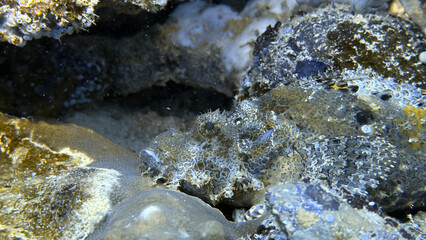 Buceo, filipinas, cebu, moalboal, peces, sardinas, tortugas, nudibranquios, pez, payaso, morena, oceano, viajes, travel, leisures, fotosub, subacuatico, mar, azul