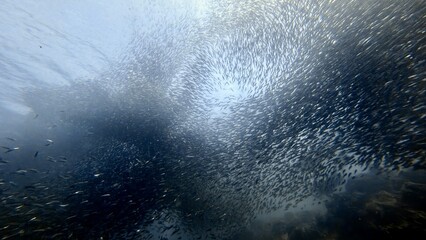 Buceo, filipinas, cebu, moalboal, peces, sardinas, tortugas, nudibranquios, pez, payaso, morena, oceano, viajes, travel, leisures, fotosub, subacuatico, mar, azul