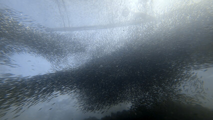 Buceo, filipinas, cebu, moalboal, peces, sardinas, tortugas, nudibranquios, pez, payaso, morena, oceano, viajes, travel, leisures, fotosub, subacuatico, mar, azul