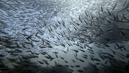 Buceo, filipinas, cebu, moalboal, peces, sardinas, tortugas, nudibranquios, pez, payaso, morena, oceano, viajes, travel, leisures, fotosub, subacuatico, mar, azul