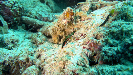 Buceo, filipinas, cebu, moalboal, peces, sardinas, tortugas, nudibranquios, pez, payaso, morena, oceano, viajes, travel, leisures, fotosub, subacuatico, mar, azul