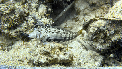 Buceo, filipinas, cebu, moalboal, peces, sardinas, tortugas, nudibranquios, pez, payaso, morena, oceano, viajes, travel, leisures, fotosub, subacuatico, mar, azul