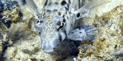 Buceo, filipinas, cebu, moalboal, peces, sardinas, tortugas, nudibranquios, pez, payaso, morena, oceano, viajes, travel, leisures, fotosub, subacuatico, mar, azul