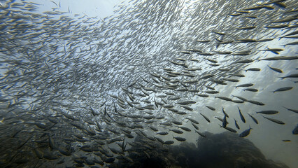 Buceo, filipinas, cebu, moalboal, peces, sardinas, tortugas, nudibranquios, pez, payaso, morena, oceano, viajes, travel, leisures, fotosub, subacuatico, mar, azul