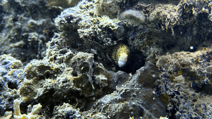 Buceo, filipinas, cebu, moalboal, peces, sardinas, tortugas, nudibranquios, pez, payaso, morena, oceano, viajes, travel, leisures, fotosub, subacuatico, mar, azul