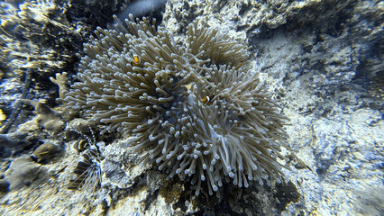 Buceo, filipinas, cebu, moalboal, peces, sardinas, tortugas, nudibranquios, pez, payaso, morena, oceano, viajes, travel, leisures, fotosub, subacuatico, mar, azul