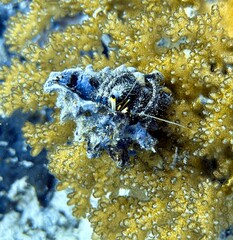 Buceo, filipinas, cebu, moalboal, peces, sardinas, tortugas, nudibranquios, pez, payaso, morena, oceano, viajes, travel, leisures, fotosub, subacuatico, mar, azul