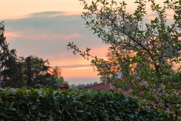 A peaceful, late-day sunset through a blossoming tree, hedgerow, and glimpses of rooftops, blending nature and residential elements