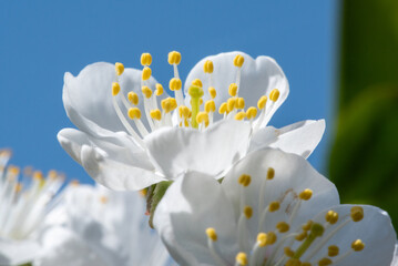 Delicate beauty of a blooming white flower, with vibrant yellow stamens, set against a clear blue sky