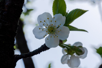 Close-up photograph of a delicate cherry blossom, captured against a softly blurred background, highlighting its intricate beauty