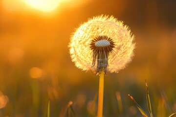 A solitary dandelion stands tall against the backdrop of a warm sunset, its seeds gently swaying in the breeze.