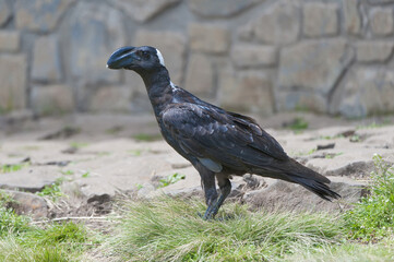 Obraz premium Thick-billed Raven (Corvus crassirostris), Simien mountains national park, Amhara region, North Ethiopia