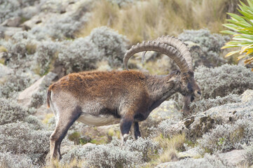 Walia Ibex (Capra walie), Simien mountains national park, Amhara region, North Ethiopia
