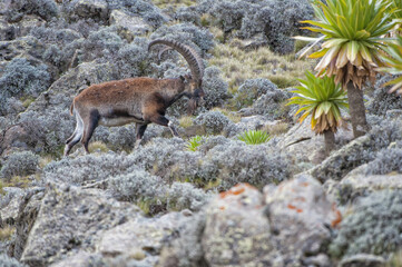 Walia Ibex (Capra walie), Simien mountains national park, Amhara region, North Ethiopia