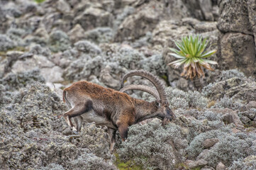 Walia Ibex (Capra walie), Simien mountains national park, Amhara region, North Ethiopia