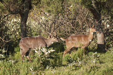 Mountain Nyalas (Tragelaphus buxtoni) or Balbok, Bale Mountains, Ethiopia