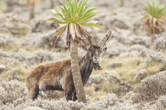 Walia Ibex (Capra walie), Simien mountains national park, Amhara region, North Ethiopia